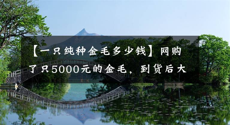 【一只纯种金毛多少钱】网购了只5000元的金毛，到货后大家都说，这狗路边50随便买