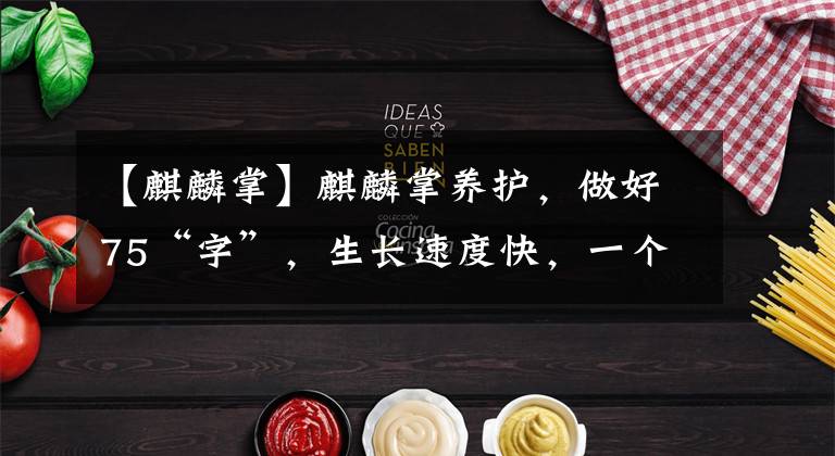 【麒麟掌】麒麟掌养护，做好75“字”，生长速度快，一个长出一大截