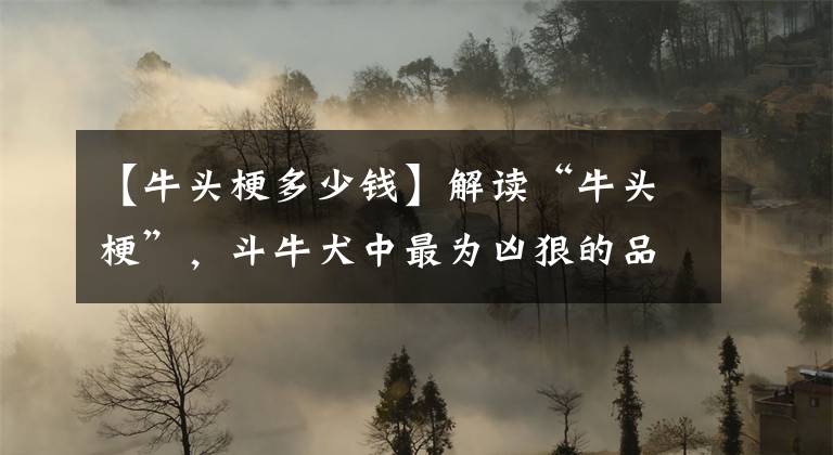 【牛头梗多少钱】解读“牛头梗”，斗牛犬中最为凶狠的品种，曾经却是忠诚的家宠