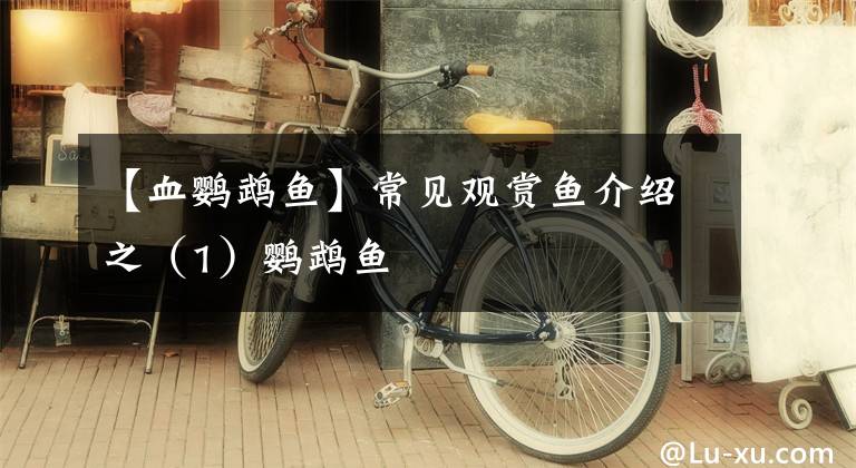 【血鹦鹉鱼】常见观赏鱼介绍之（1）鹦鹉鱼