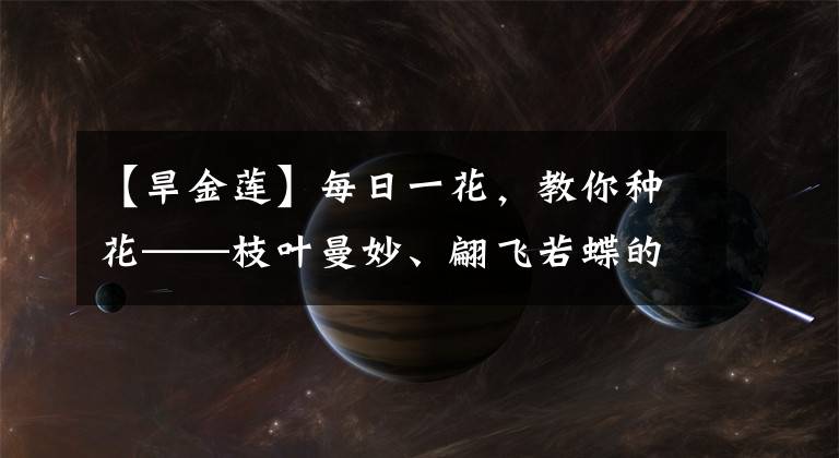 【旱金莲】每日一花，教你种花——枝叶曼妙、翩飞若蝶的旱金莲，你养过吗？