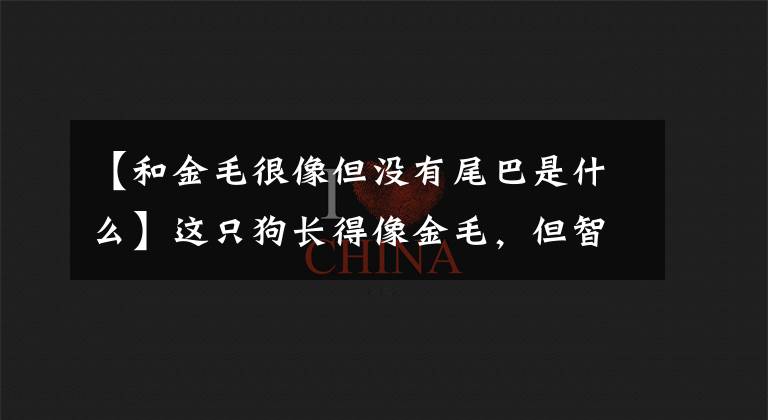 【和金毛很像但没有尾巴是什么】这只狗长得像金毛，但智商很高！不仅能看到房子，还能放羊！