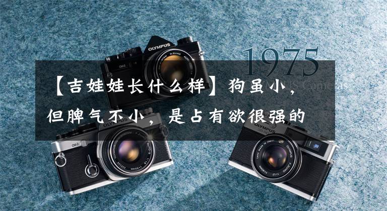 【吉娃娃长什么样】狗虽小,但脾气不小,是占有欲很强的吉娃娃,看你能不能喜欢。