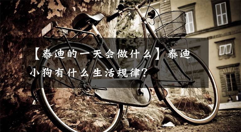 【泰迪的一天会做什么】泰迪小狗有什么生活规律?
