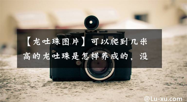 【龙吐珠图片】可以爬到几米高的龙吐珠是怎样养成的,没想到这么好养