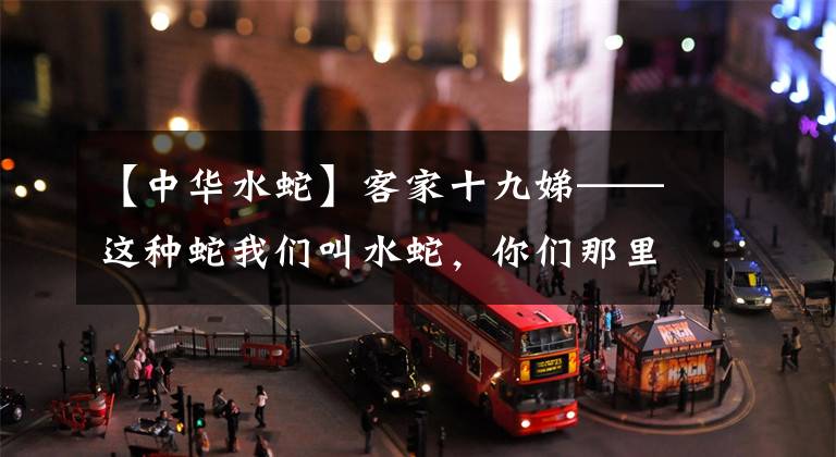 【中华水蛇】客家十九娣——这种蛇我们叫水蛇，你们那里怎么叫它的？