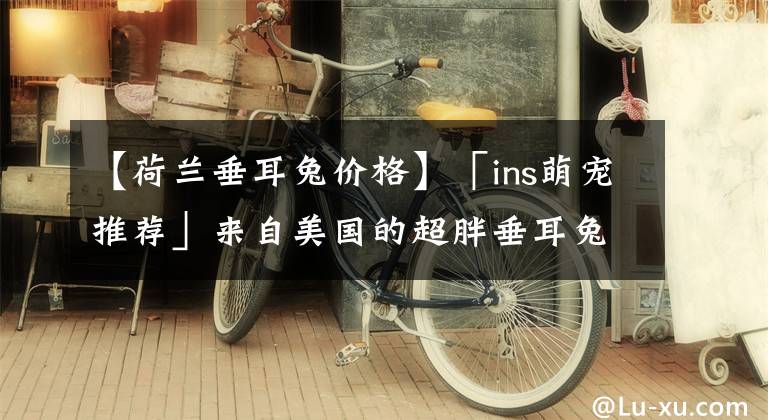 【荷兰垂耳兔价格】「ins萌宠推荐」来自美国的超胖垂耳兔Smee