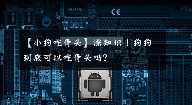 【小狗吃骨头】涨知识!狗狗到底可以吃骨头吗?