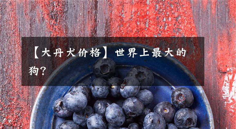 【大丹犬价格】世界上最大的狗?