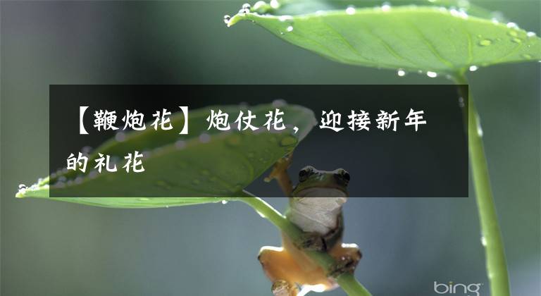 【鞭炮花】炮仗花，迎接新年的礼花