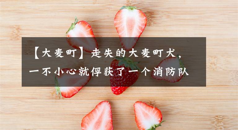 【大麦町】走失的大麦町犬,一不小心就俘获了一个消防队的芳心