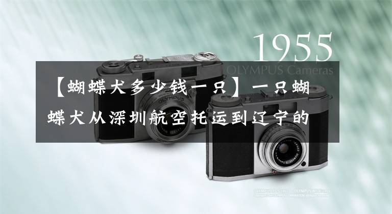 【蝴蝶犬多少钱一只】一只蝴蝶犬从深圳航空托运到辽宁的案例分享