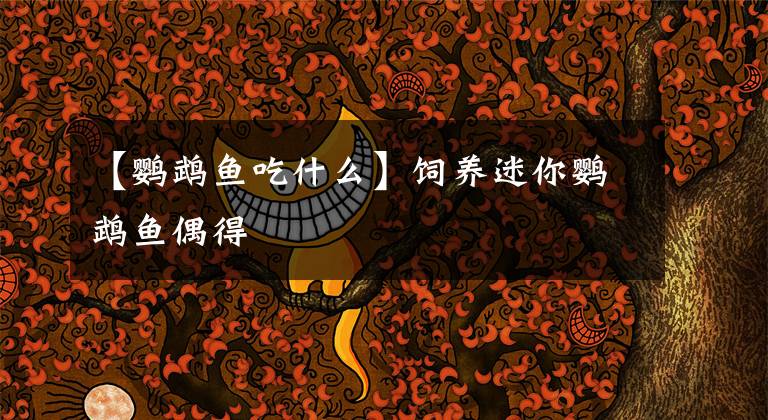 【鹦鹉鱼吃什么】饲养迷你鹦鹉鱼偶得