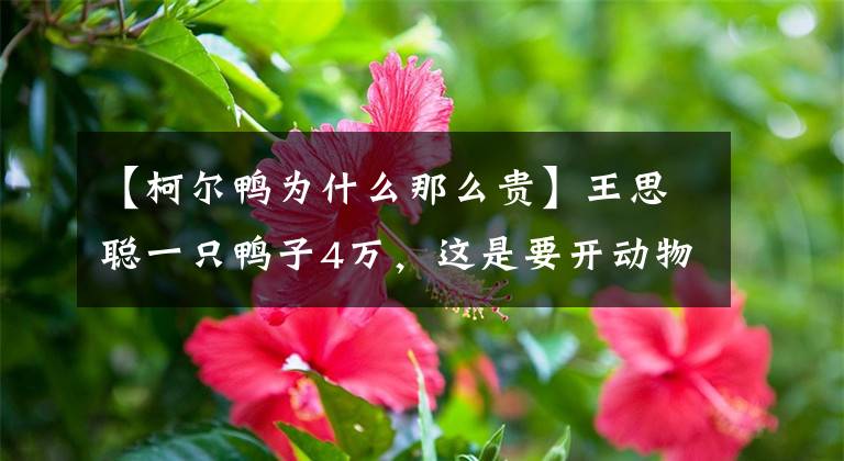 【柯尔鸭为什么那么贵】王思聪一只鸭子4万，这是要开动物园吗？
