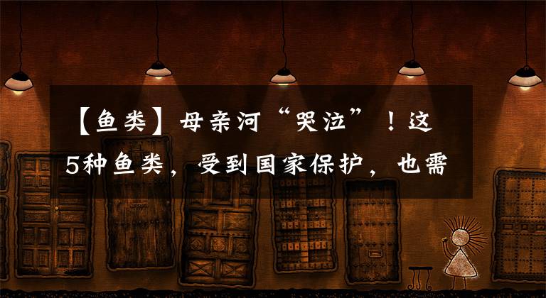 【鱼类】母亲河“哭泣”！这5种鱼类，受到国家保护，也需要您的保护
