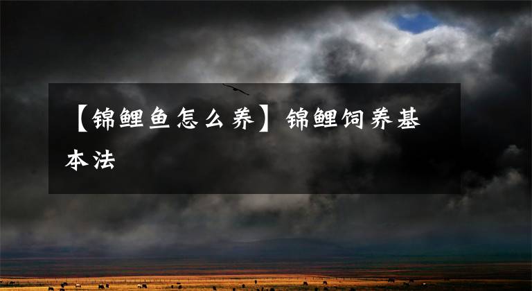 【锦鲤鱼怎么养】锦鲤饲养基本法