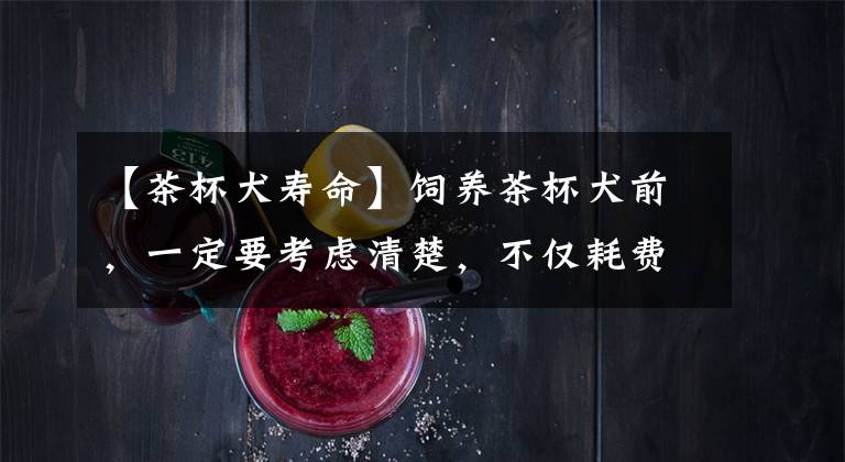 【茶杯犬寿命】饲养茶杯犬前,一定要考虑清楚,不仅耗费财力,还要付出不少精力