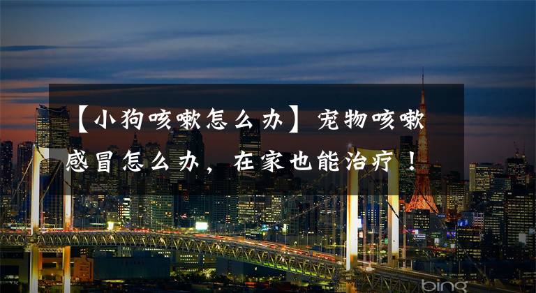 【小狗咳嗽怎么办】宠物咳嗽感冒怎么办，在家也能治疗！这样做可以救你的爱宠