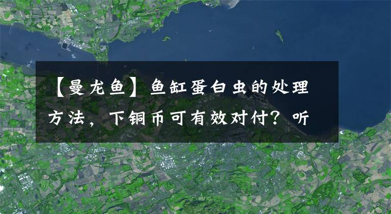 【曼龙鱼】鱼缸蛋白虫的处理方法，下铜币可有效对付？听听正确做法吧