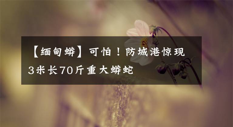 【缅甸蟒】可怕！防城港惊现3米长70斤重大蟒蛇