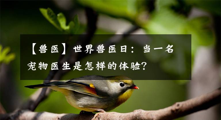 【兽医】世界兽医日:当一名宠物医生是怎样的体验?