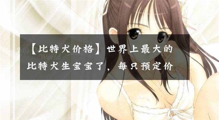 【比特犬价格】世界上最大的比特犬生宝宝了,每只预定价格高达50美元!