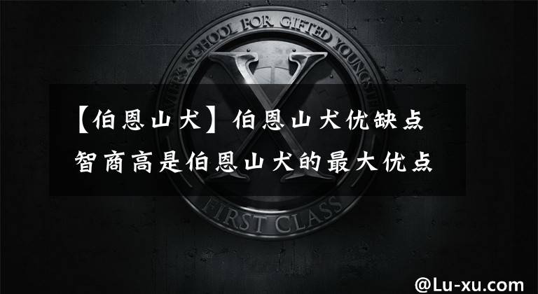 【伯恩山犬】伯恩山犬优缺点 智商高是伯恩山犬的最大优点