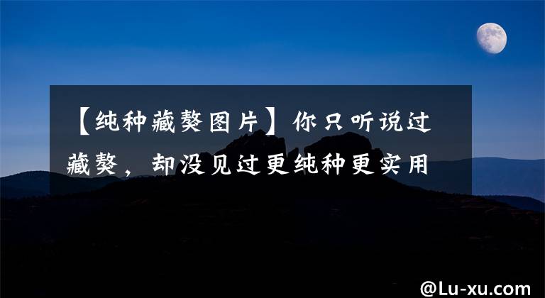 【纯种藏獒图片】你只听说过藏獒，却没见过更纯种更实用的西藏牧羊犬