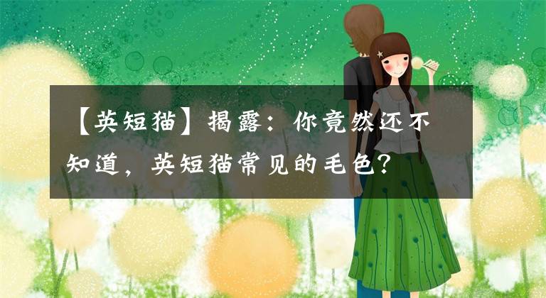 【英短猫】揭露：你竟然还不知道，英短猫常见的毛色？