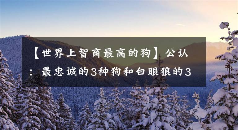 【世界上智商最高的狗】公认:最忠诚的3种狗和白眼狼的3种狗,有你家狗吗?