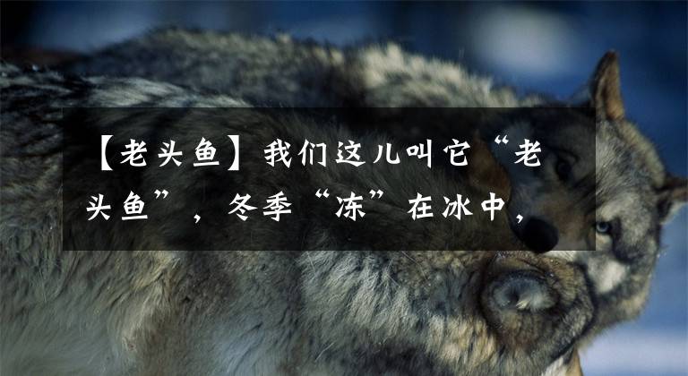 【老头鱼】我们这儿叫它“老头鱼”，冬季“冻”在冰中，遇水后还能恢复活力