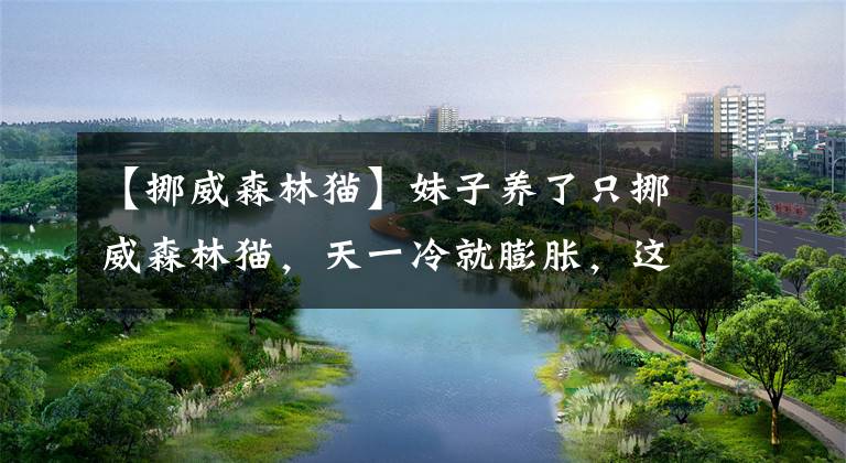 【挪威森林猫】妹子养了只挪威森林猫，天一冷就膨胀，这气质是仙女没错了