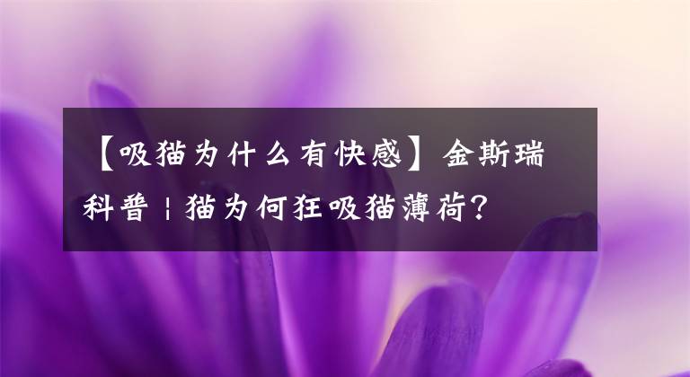 【吸猫为什么有快感】金斯瑞科普 | 猫为何狂吸猫薄荷？