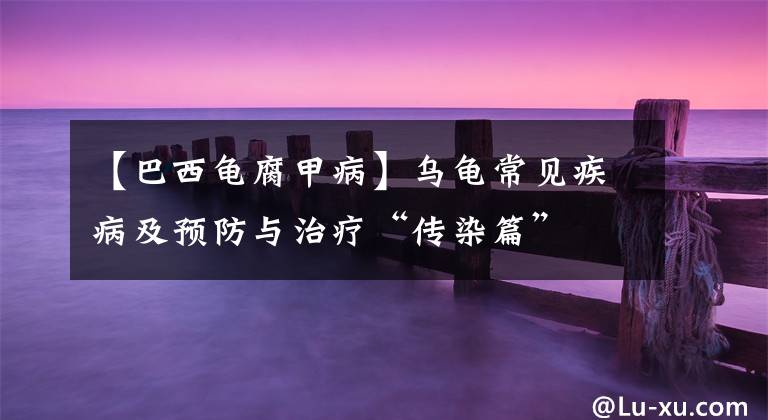 【巴西龟腐甲病】乌龟常见疾病及预防与治疗“传染篇”