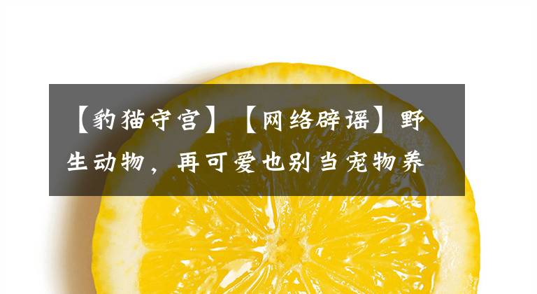 【豹猫守宫】【网络辟谣】野生动物,再可爱也别当宠物养