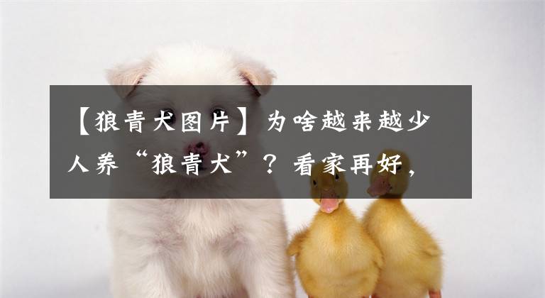 【狼青犬图片】为啥越来越少人养“狼青犬”?看家再好,也躲不过这6点