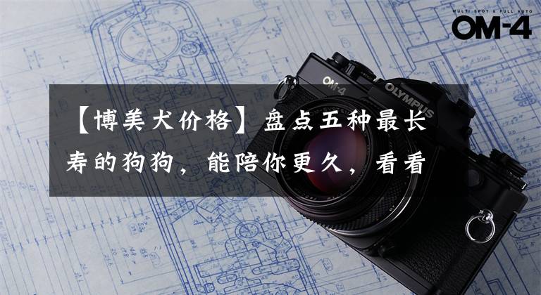 【博美犬价格】盘点五种最长寿的狗狗,能陪你更久,看看有没有你家的?