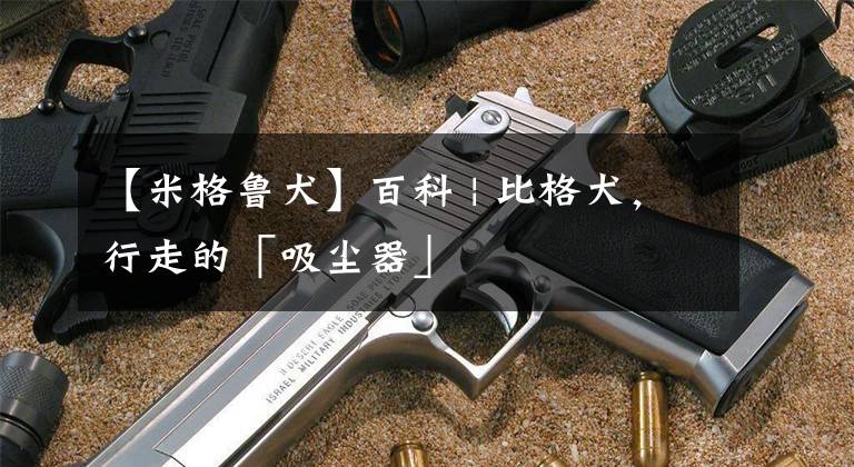 【米格鲁犬】百科 | 比格犬，行走的「吸尘器」