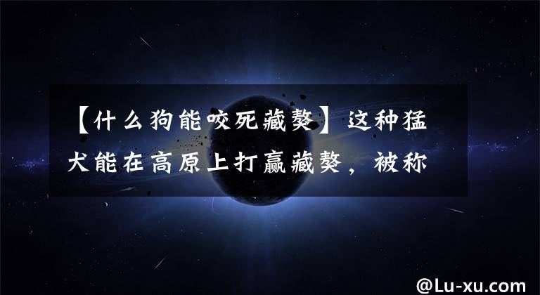 【什么狗能咬死藏獒】这种猛犬能在高原上打赢藏獒，被称作“杀戮机器”，城市直接禁养