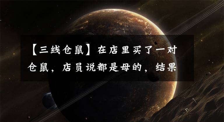 【三线仓鼠】在店里买了一对仓鼠，店员说都是母的，结果3个月就生了