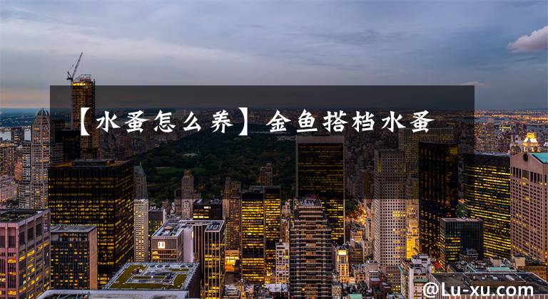 【水蚤怎么养】金鱼搭档水蚤