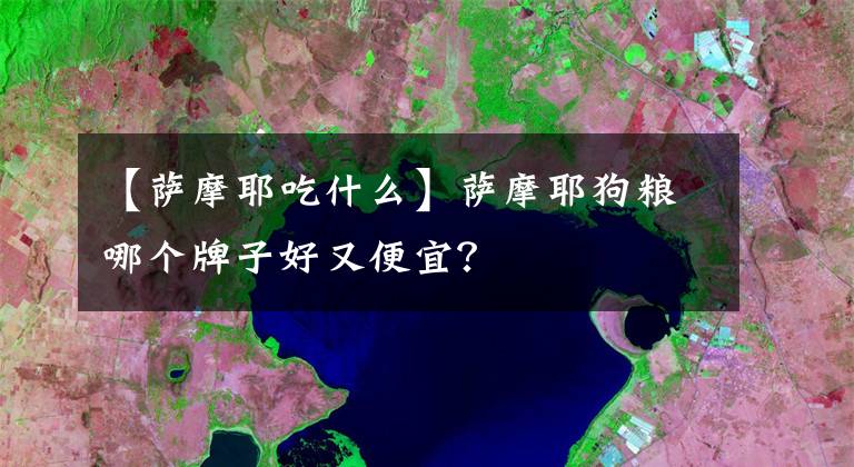 【萨摩耶吃什么】萨摩耶狗粮哪个牌子好又便宜？