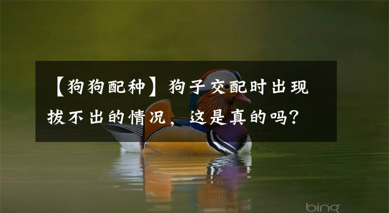 【狗狗配种】狗子交配时出现拔不出的情况，这是真的吗？遇见危险怎么办？