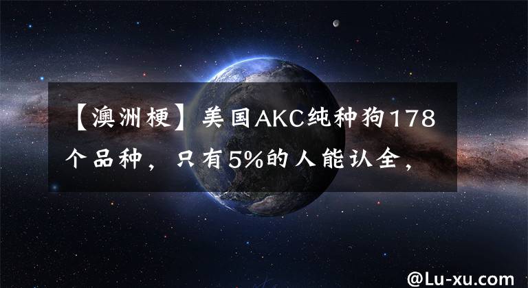 【澳洲梗】美国AKC纯种狗178个品种,只有5%的人能认全,你来试试!