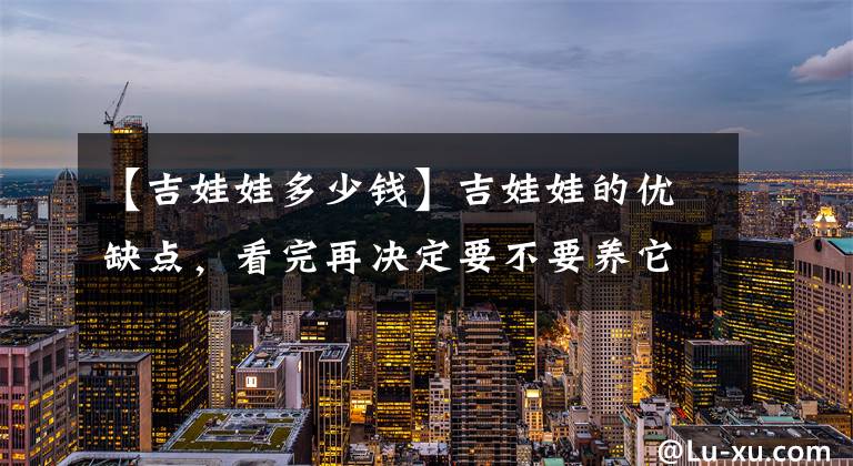 【吉娃娃多少钱】吉娃娃的优缺点，看完再决定要不要养它