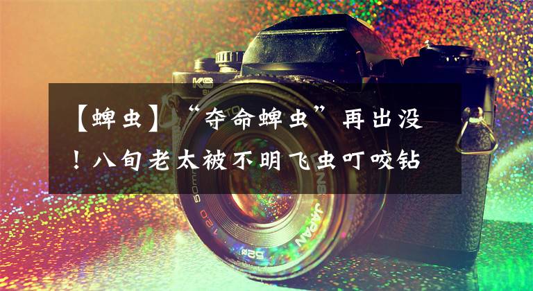 【蜱虫】“夺命蜱虫”再出没!八旬老太被不明飞虫叮咬钻进皮肉