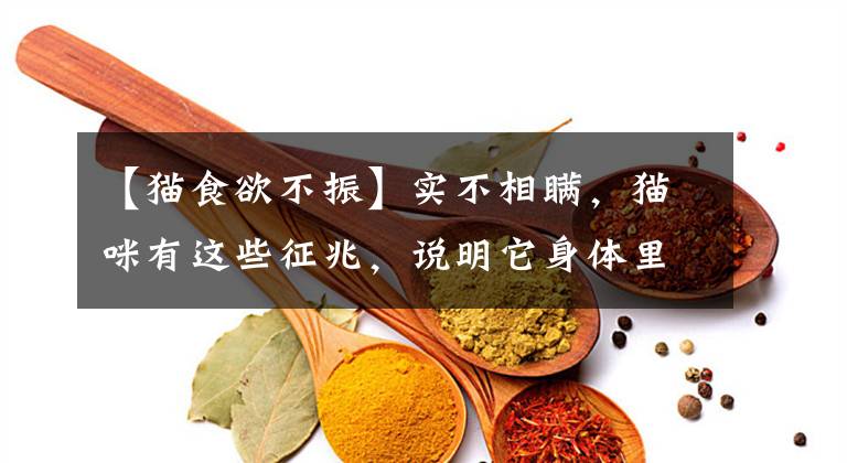 【猫食欲不振】实不相瞒,猫咪有这些征兆,说明它身体里“有虫”