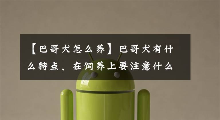 【巴哥犬怎么养】巴哥犬有什么特点,在饲养上要注意什么?