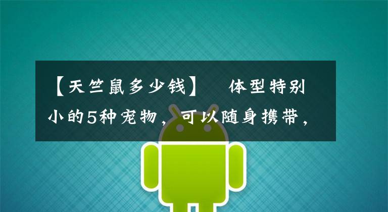 【天竺鼠多少钱】​体型特别小的5种宠物，可以随身携带，你喜欢它们吗？