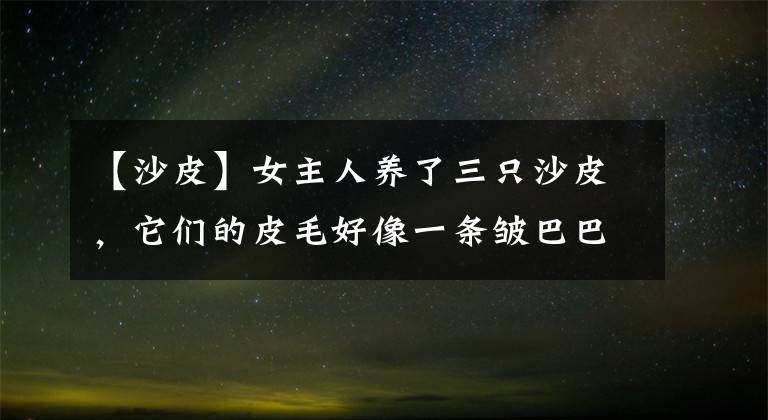 【沙皮】女主人养了三只沙皮，它们的皮毛好像一条皱巴巴的毯子